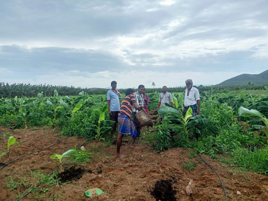 ప్రకృతి వ్యవసాయంతో భూసారం పెంచుటకై అరటి లో జనుము తప్పనిసరి : ఎంసీఏ బుల్లయ్య