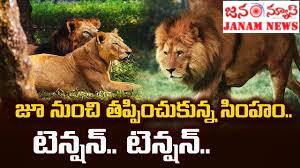 సింహం జూ నుంచి తప్పించుకుంది-నగర ప్రజలు భయాందోళనలో