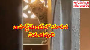 అపార్ట్‌మెంట్‌లోకి చిరుతపులి ప్రవేశం – చిన్నారి సహా ఏడుగురిపై దాడి