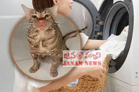 వాషింగ్‌ మెషీన్‌లో పిల్లి చిక్కుకున్న ఘటనపై చర్చ