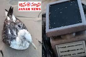 “పక్షి రూపంలో గూఢచారి? చైనా GPS ట్రాకర్‌తో నావికా స్థావరాన్ని టార్గెట్ చేసిన ఘటన!”
