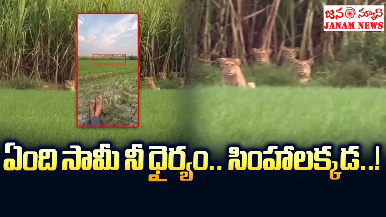 “చూసినవాళ్లకే గుండె ఆగినంత పని! సింహాల మధ్య నిల్చున్న యువకుడు”