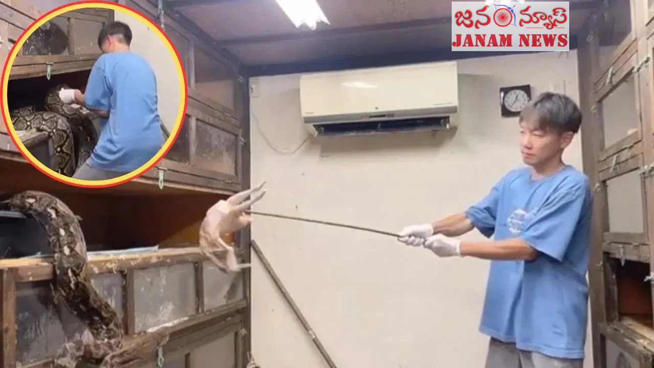 చూస్తే గుండె ఆగిపోయే సన్నివేశం: విషపూరిత పాములకి ఆహారం పెట్టిన విధానం వైరల్!