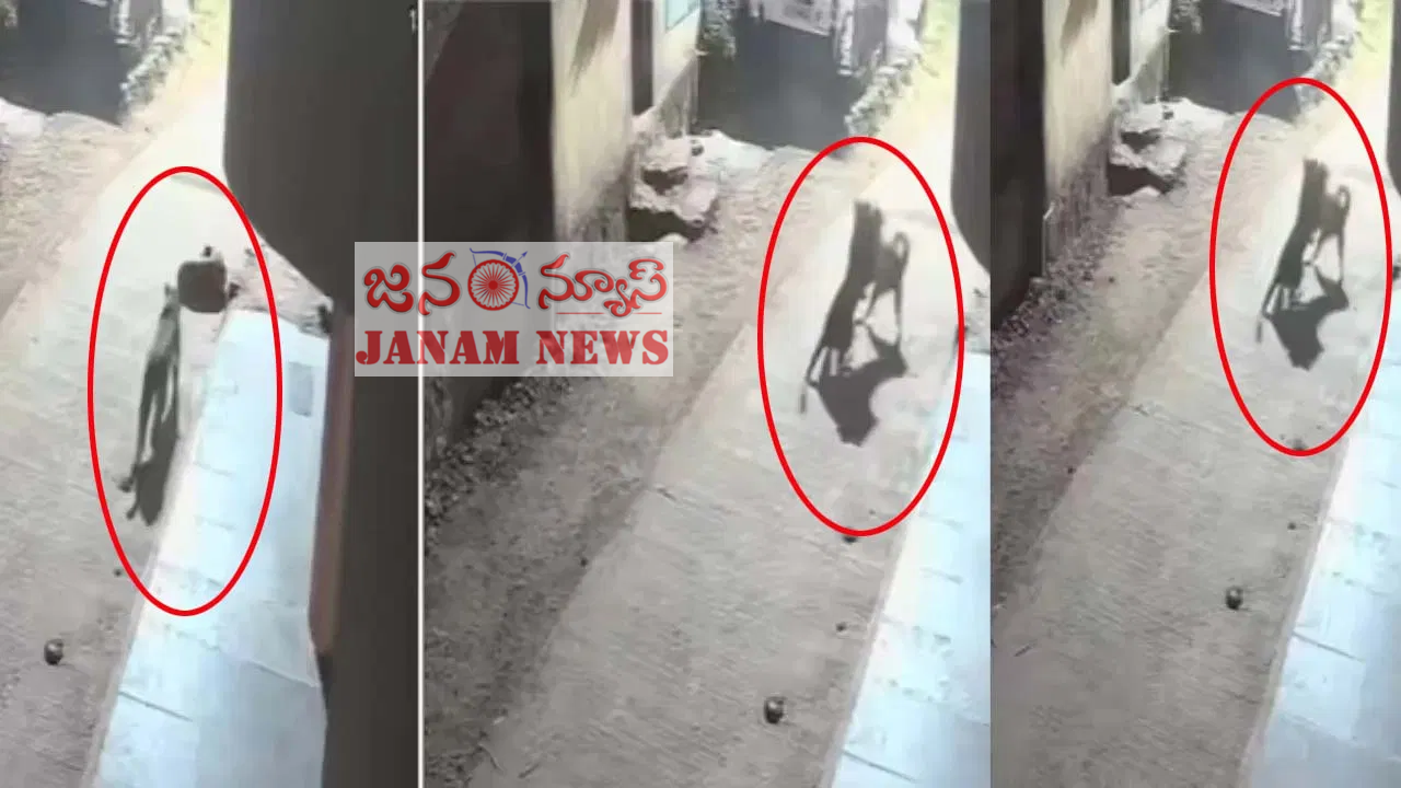 అడవిలో ఉత్కంఠ క్షణాలు – చిరుతను వెనక్కి నెట్టిన కుక్క