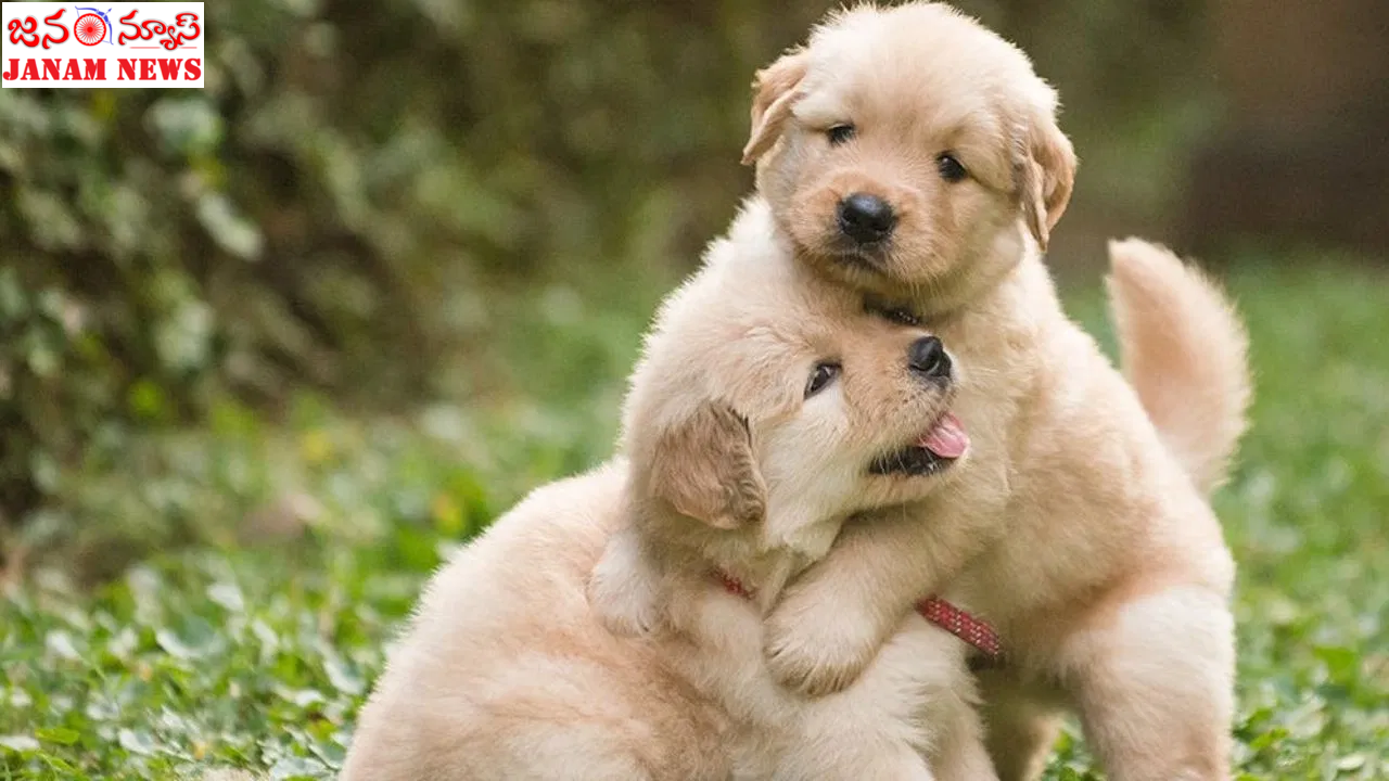 “పెంపుడు కుక్కపై అపూర్వమైన ప్రేమను చాటుకున్న యజమాని”